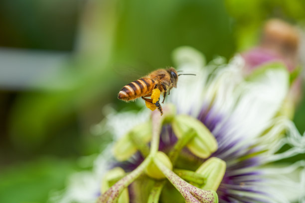 一个盛开的美丽的西番莲花的特写图片下载