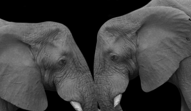 大象之间有爱的感觉图片下载
