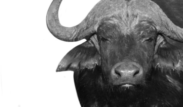 惊人的特写野生水牛脸在白色的背景图片下载