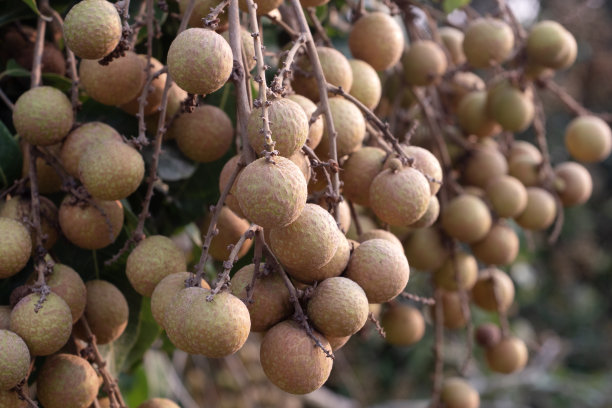 龙眼果园，热带水果龙眼在树上，泰国清迈省。图片下载