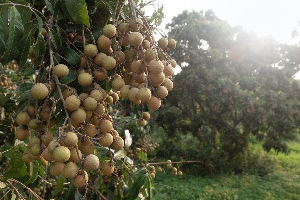 龙眼果园，热带水果龙眼在树上，泰国清迈省。图片下载