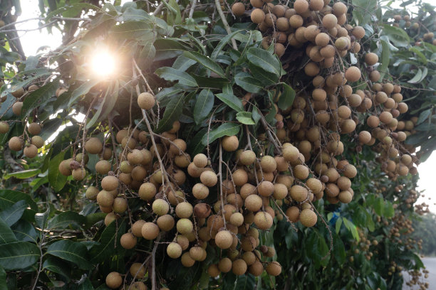 龙眼果园，热带水果龙眼在树上，泰国清迈省。图片下载