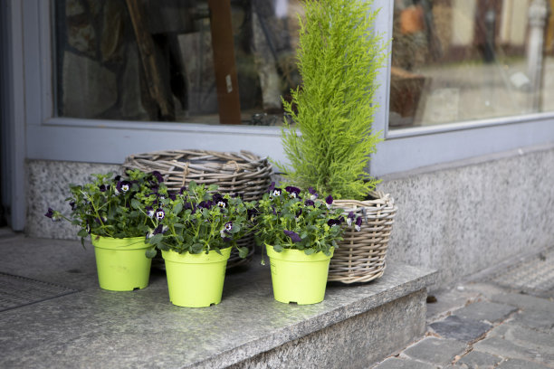 商店外花盆里的植物和灌木图片下载
