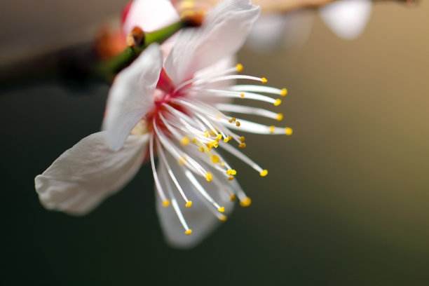 初春阳光下盛开的白梅花(微距镜头特写)图片下载