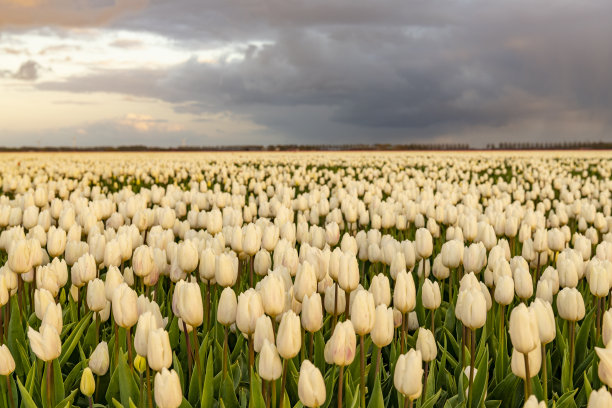 在春天的夕阳下，白色的郁金香生长在田野里图片下载