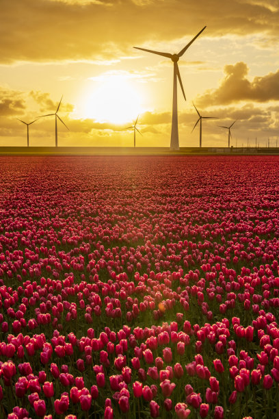 田野里的红色郁金香，背景是产生清洁能源的风力涡轮机图片下载