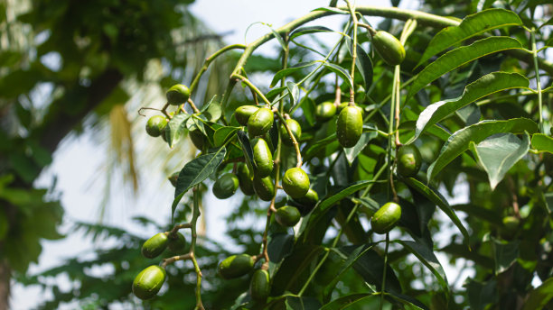 六月梅(Spondias dulcis)或大枣或犹太梅或金苹果图片下载