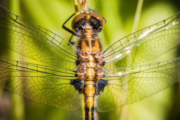 蜻蜓图片下载