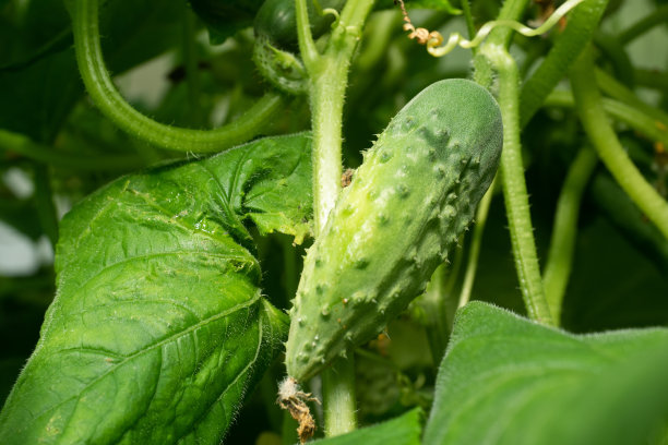 在家庭温室里生长的灌木黄瓜图片下载