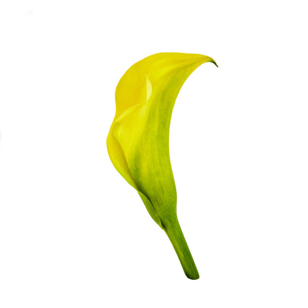 黄花马蹄莲，孤立在白色背景上。图片下载