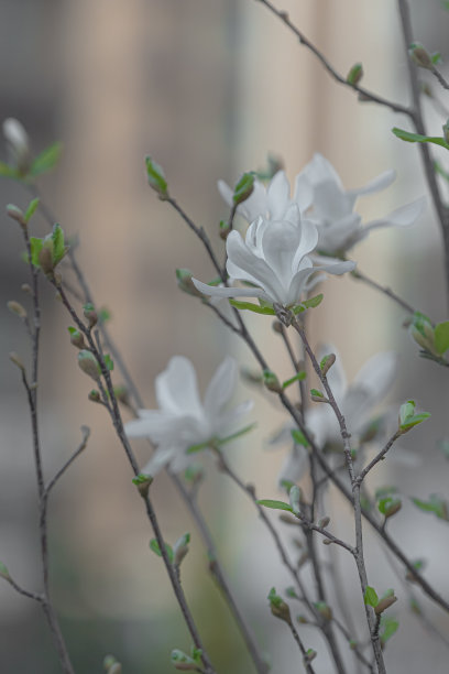 白玉兰花盛开图片下载