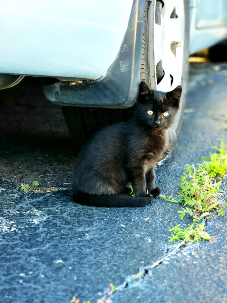 车底黑猫图片下载