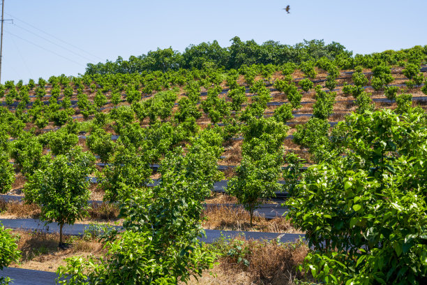 果树生长在农场户外的果园里图片下载