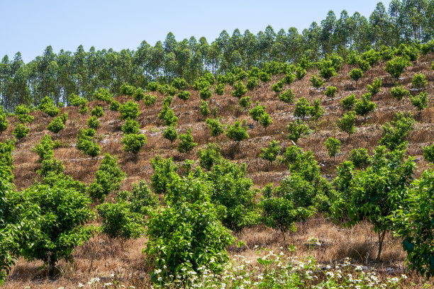 果树生长在农场户外的果园里图片下载