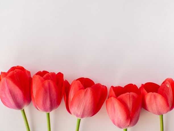 郁金香花和纸张背景与复制空间图片下载