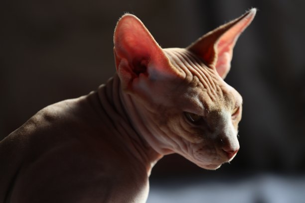 床上坐着一只加拿大斯芬克斯猫的肖像图片下载