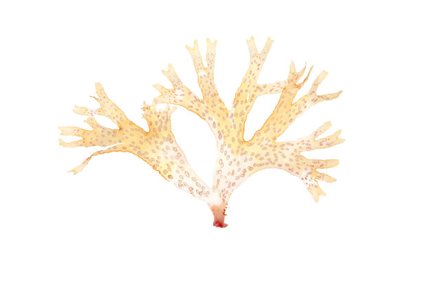 黄色的粉红色海藻，带斑点的菌体分离在白色上。图片下载