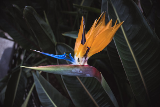 在树叶模糊的背景上，天堂鸟盛开着鲜艳的花朵图片下载