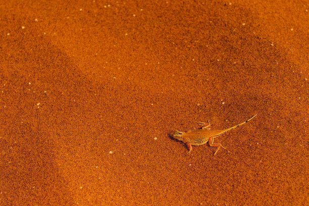 铲嘴蜥蜴图片下载