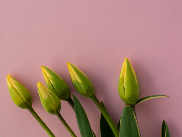 郁金香花和纸张背景与复制空间图片下载