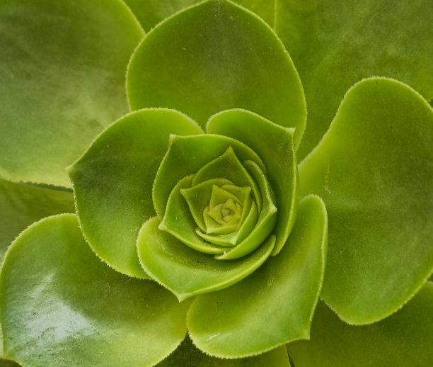 绿色植物图片下载