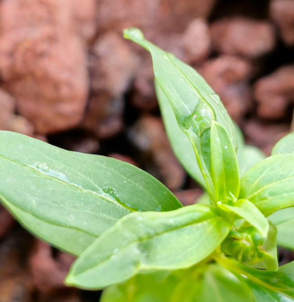 漂亮的绿色植物图片下载