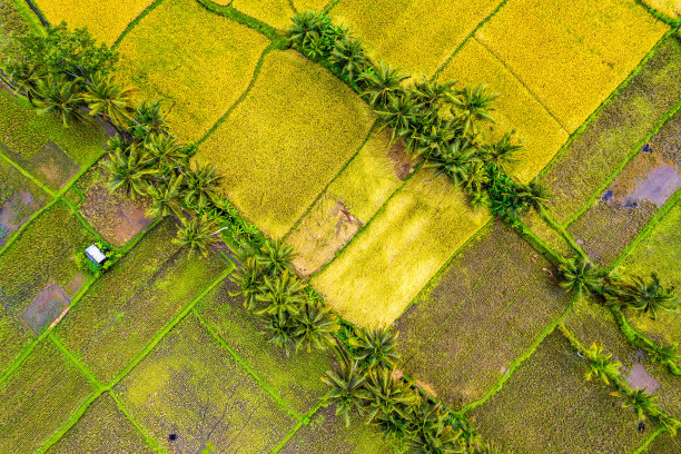 印尼巴厘岛乌布居民区鸟瞰图图片下载