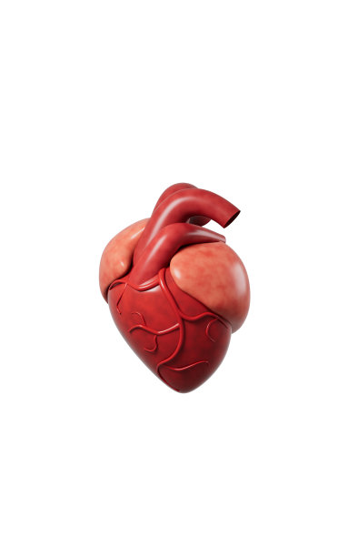 白色背景下的心脏模型，3d渲染。图片下载