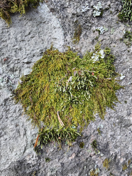 苔藓，苔藓，地衣在森林里图片下载