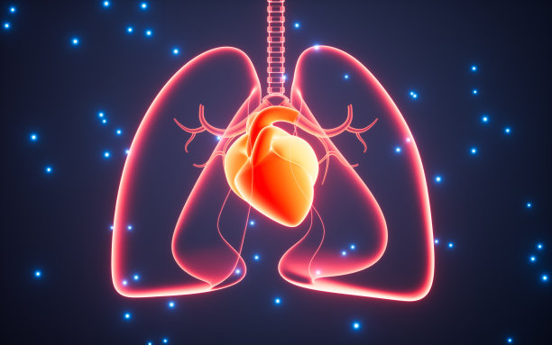 人体肺呼吸系统和心脏，3d渲染。图片下载