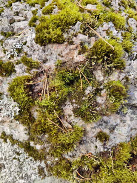 苔藓，苔藓，地衣在森林里图片下载