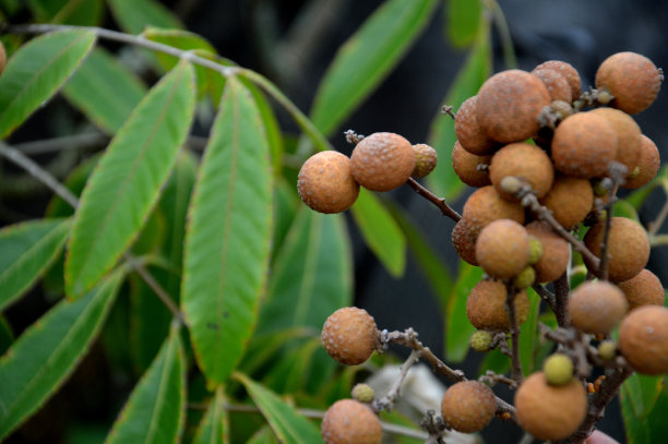 水果龙眼图片下载