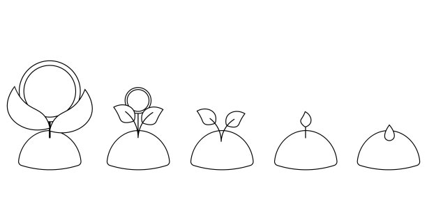 从种子到硬币形花朵的生长阶段，黑白相间图片下载