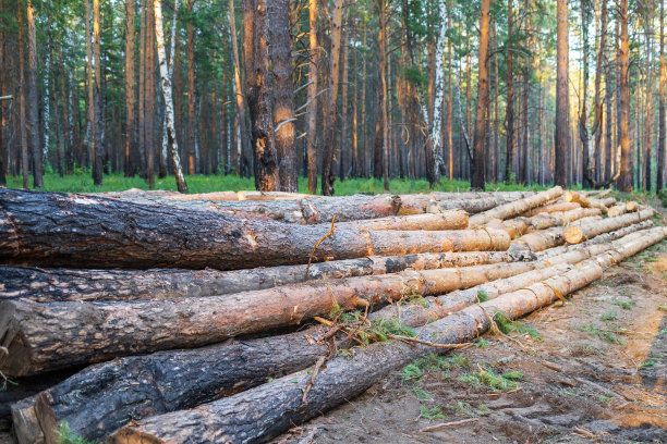 在原木森林的背景下，有一片松树林，树干茂密图片下载