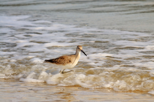 Willet涉水冲浪图片下载