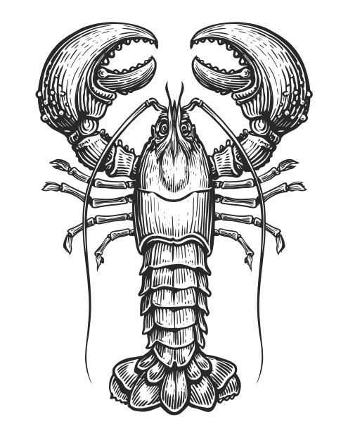 美国龙虾，海产病媒。复古雕刻风格的甲壳类水生动物。素描图图片下载