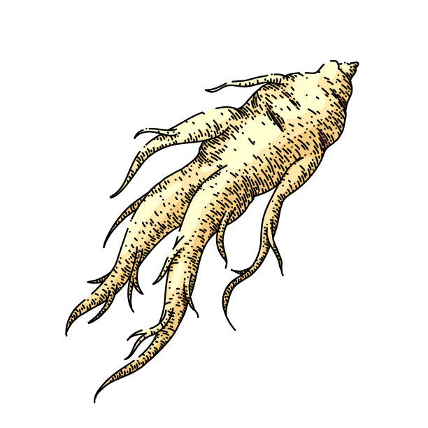 人参根药素描手绘矢量图片下载