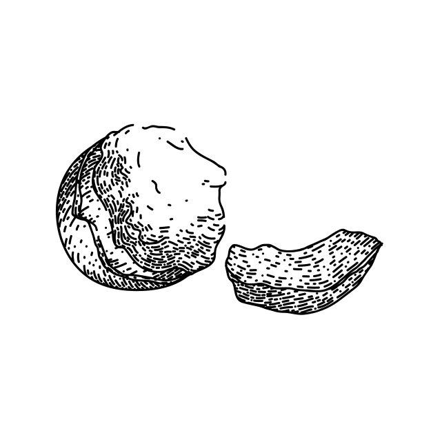 乳木果油护理素描手绘矢量图片下载