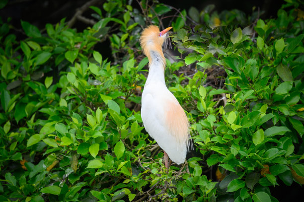 牛白鹭的头部羽毛变成橙黄色。图片下载