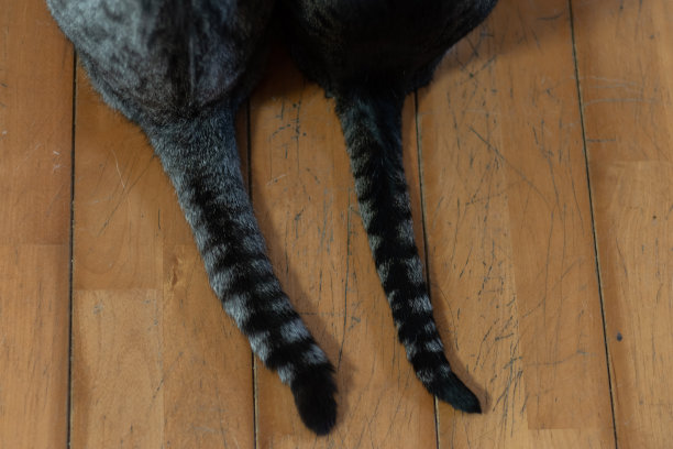 排猫尾巴图片下载