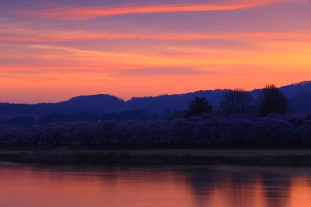 朝霞樱花图片下载