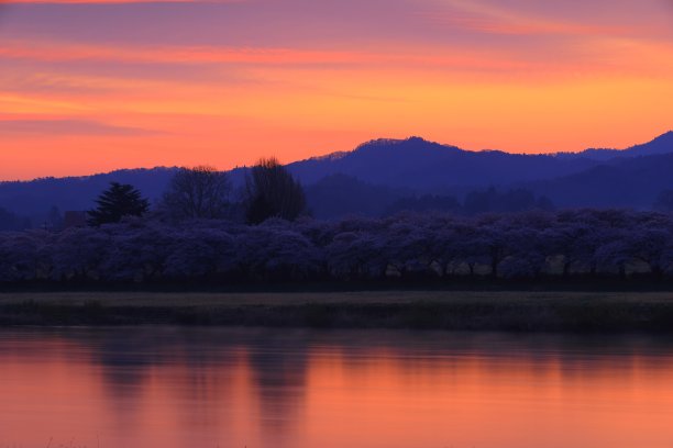 朝霞樱花图片下载