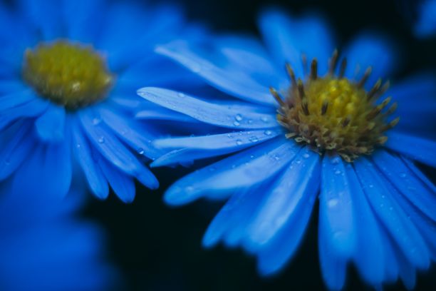 蓝色洋甘菊的特写与花园中的水滴图片下载