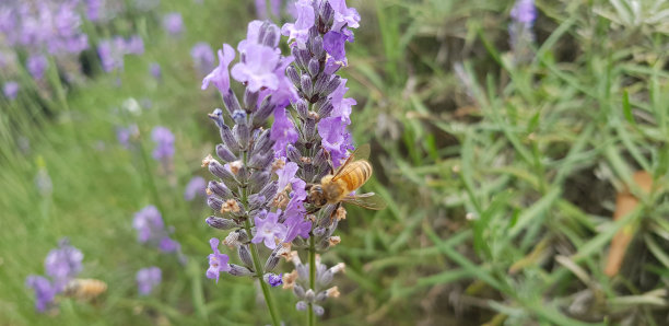 蜜蜂在薰衣草花上图片下载
