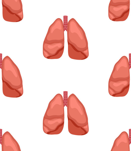 无缝医疗模式与健康的人类肺。内部器官在白底上排成一排。图片下载