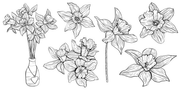 手绘水仙。母亲节。植物线条绘制图片下载
