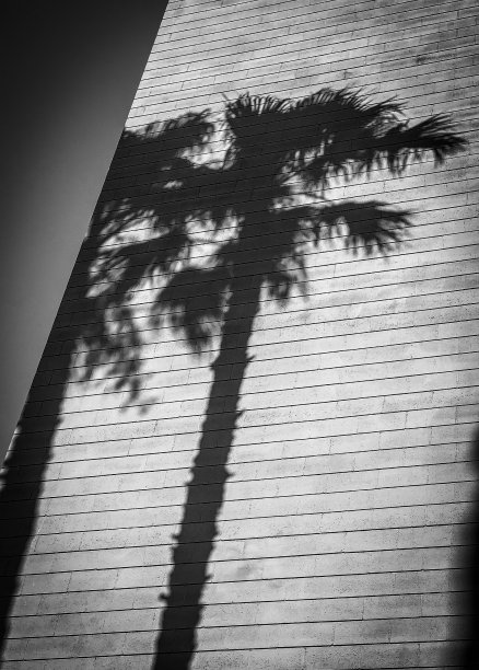 卡利的影子图片下载