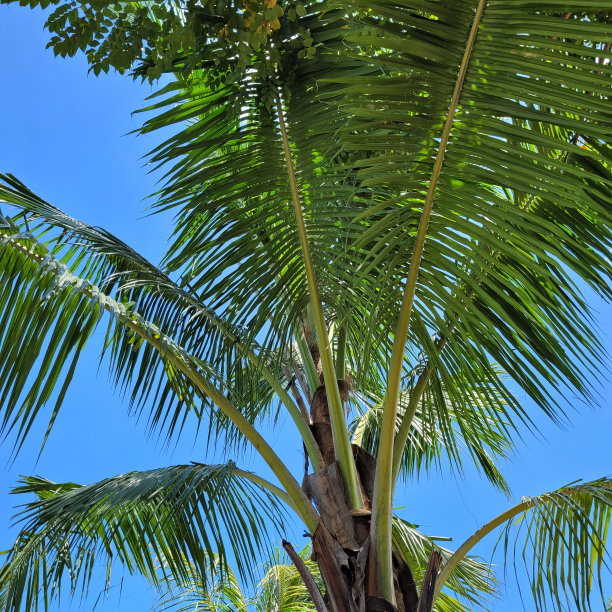 椰子树图片下载