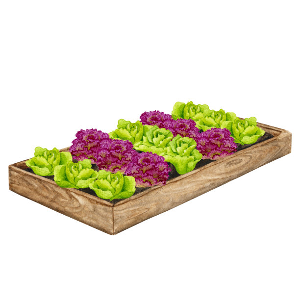 种植着生菜的木制花园床。以水彩元素为主题的园艺、春苗、种植蔬菜。图片下载