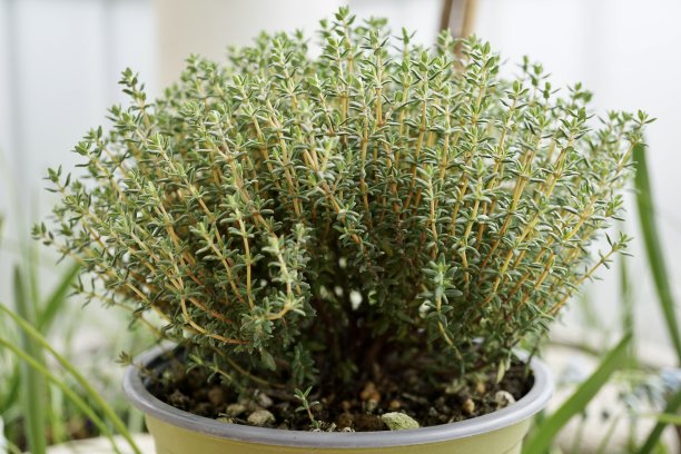 百里香属(百里香)包含约350种芳香多年生草本植物和亚灌木，高40厘米，原产于欧洲温带地区。图片下载